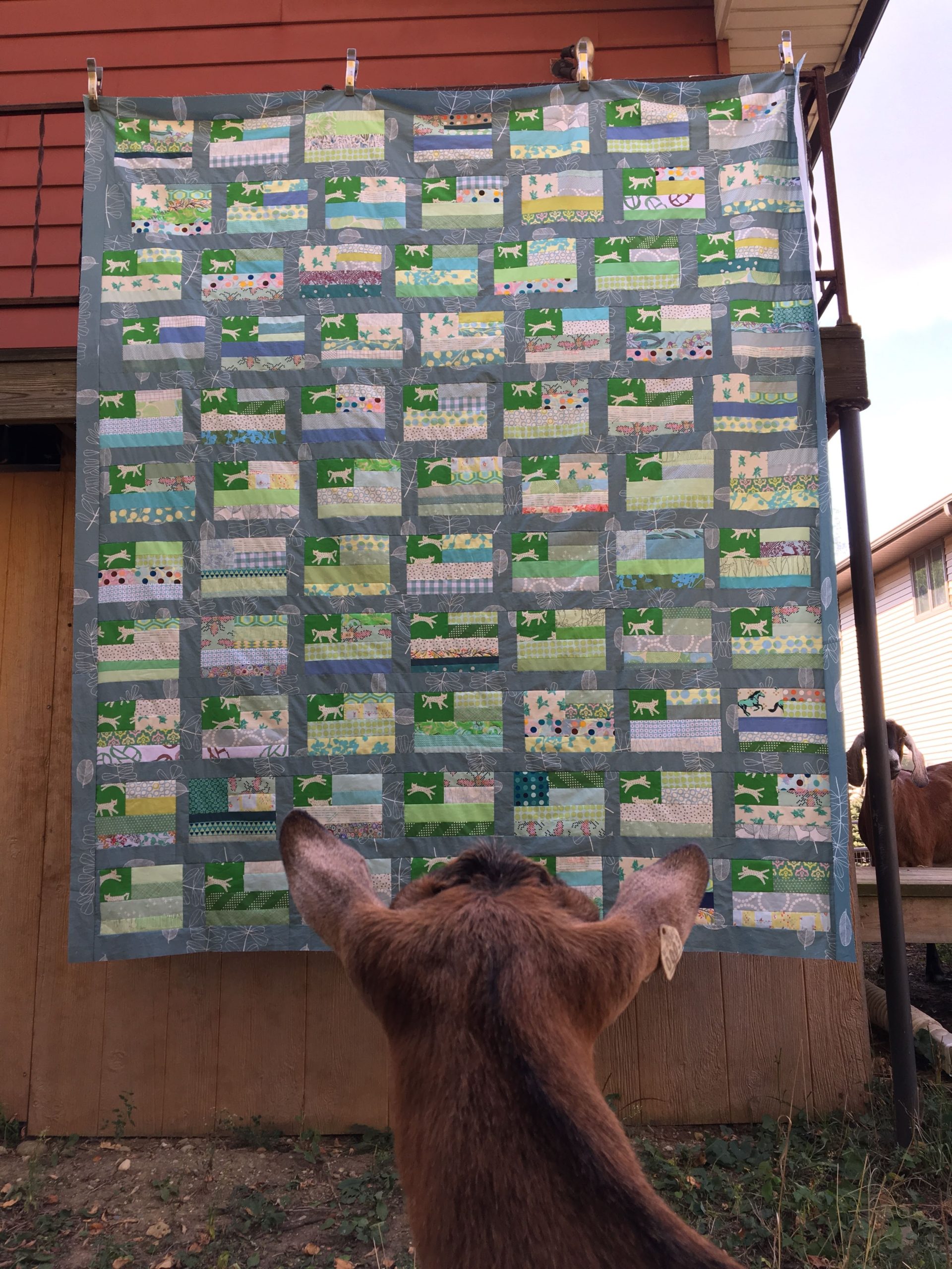 Photo Of A Quilt Top, A Goat Looks On